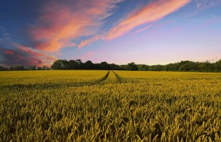 VÂNZAREA TERENURILOR AGRICOLE SITUATE ÎN EXTRAVILAN: PROCEDURA DE CALCUL ȘI PLATĂ A IMPOZITULUI SUPLIMENTAR