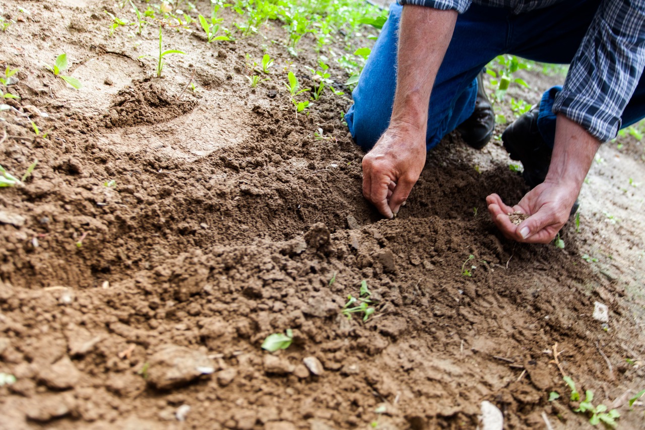 RELAXATION OF THE LEGAL REGIME OF AGRICULTURAL COMPANIES